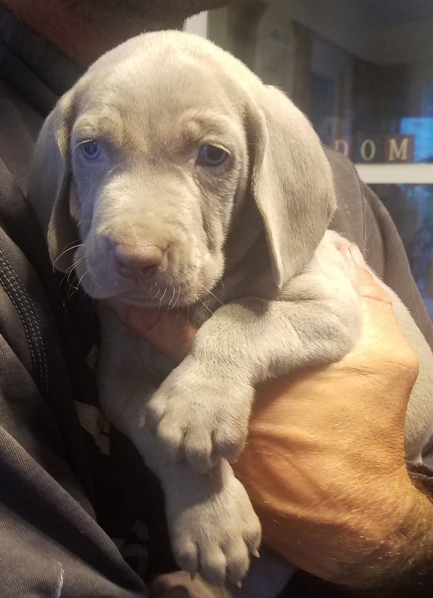 WEIMARANER PUPPIES FOR SALE